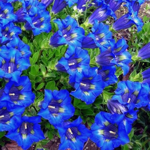 Горічівка (Генціана) синя (blue) насіння (Moravoseed)