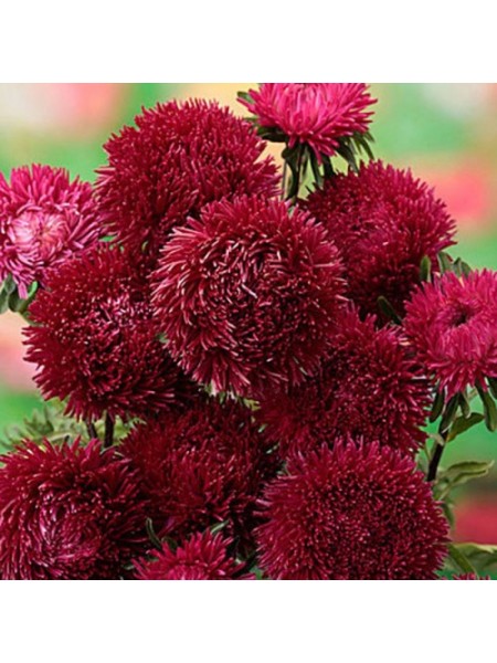 Гранат семян астры (GL Seeds)