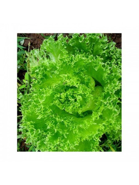 Гранд Рапидс семена салата тип Батавия (GL Seeds)