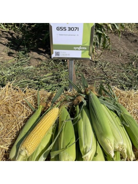 ГСС3071 F1 семена кукурузы суперсладкой Sh2 (Syngenta)