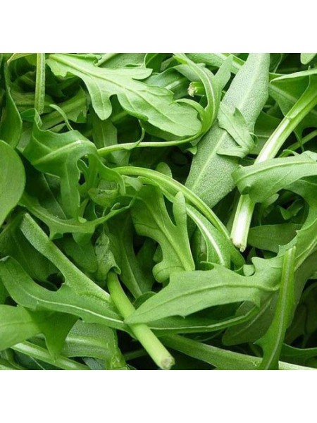 Уайлд Рокет семян руколы дикой (Hortus)