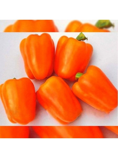 Гурме семян перца сладкого (ТМ Вкусный)