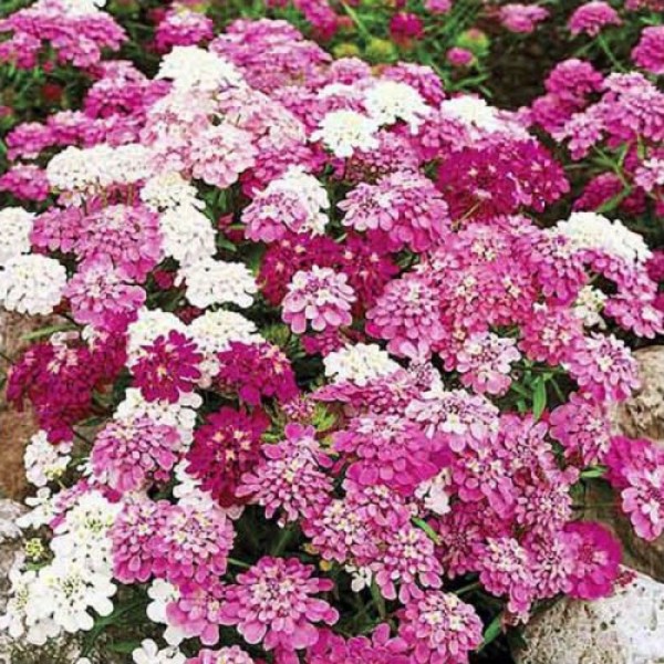 Іберіс суміш насіння (Moravoseed)