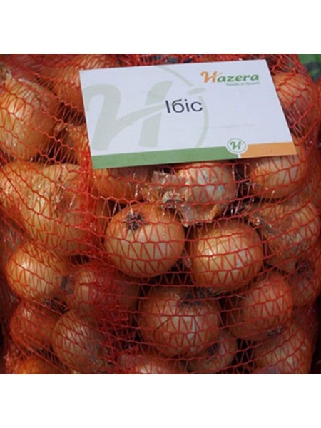 Ибис F1 семена лука репчатого озимого (Hazera)