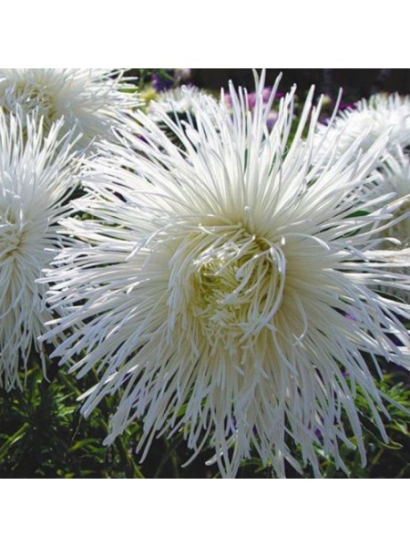 Астра голчаста біла (White) на зріз насіння (Moravoseed)