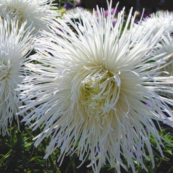 Астра голчаста біла (White) на зріз насіння (Moravoseed)