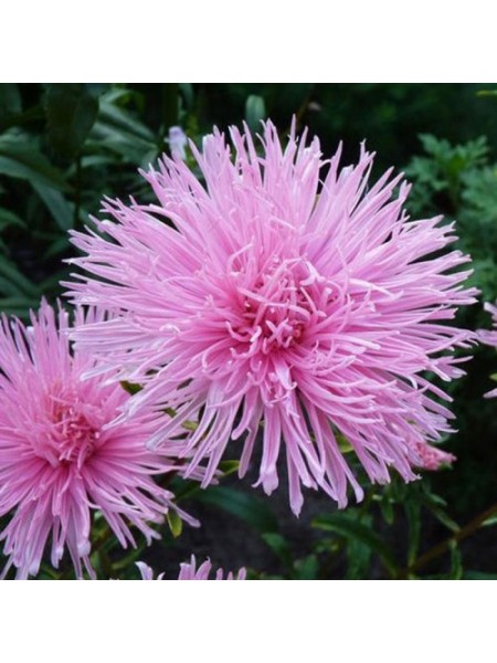 Астра голчаста рожева (Pink) насіння (Moravoseed)