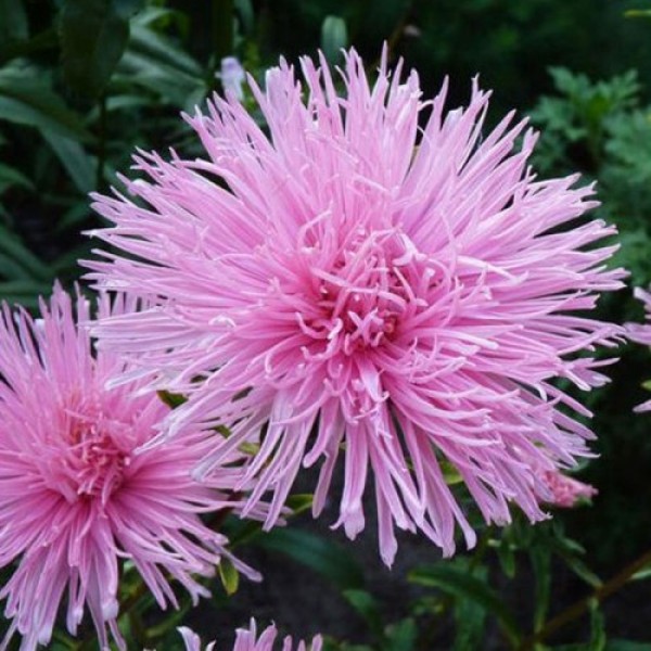 Астра голчаста рожева (Pink) насіння (Moravoseed)