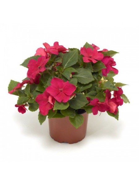 Имара F1 розовый (pink) семена бальзамина (Syngenta)