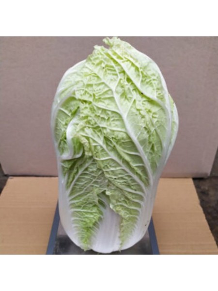 Индекс F1 семян капусты пекинской (Lark Seeds)