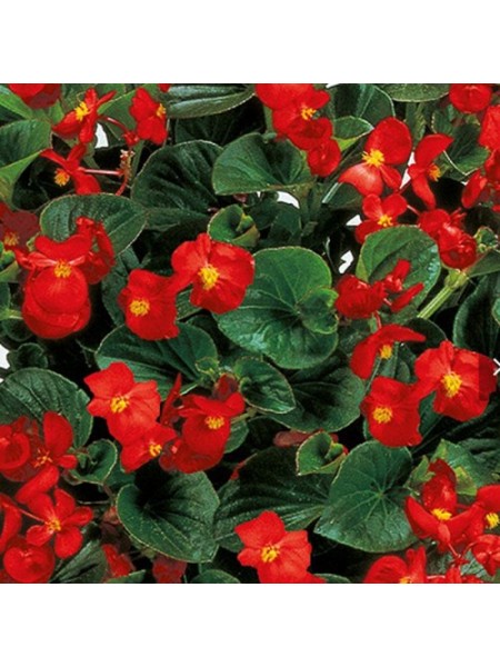 Інферно F1 Red on Green Foliage насіння бегонії вічноквітучої (Sakata)