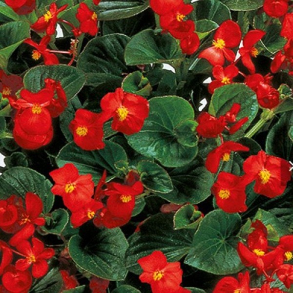 Інферно F1 Red on Green Foliage насіння бегонії вічноквітучої (Sakata)