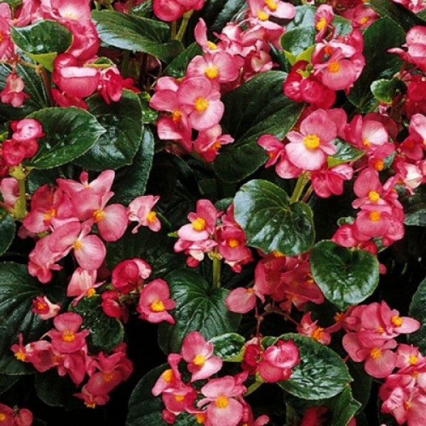 Інферно F1 Rose на Green Foliage насіння бегонії вічноквітучої (Sakata)
