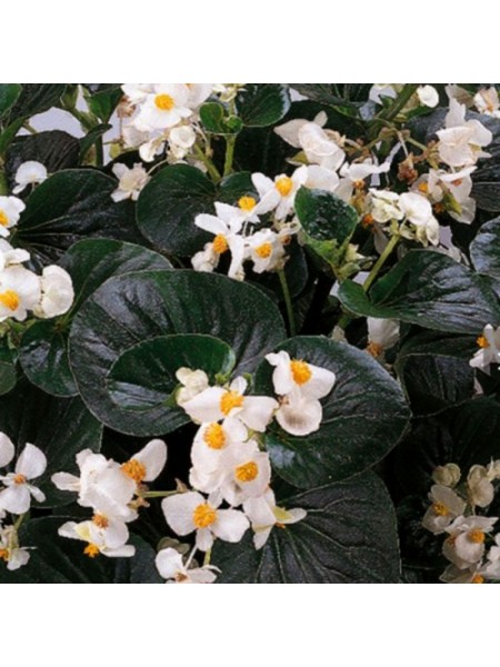 Інферно F1 White on Green Foliage насіння бегонії вічноквітучої (Sakata)