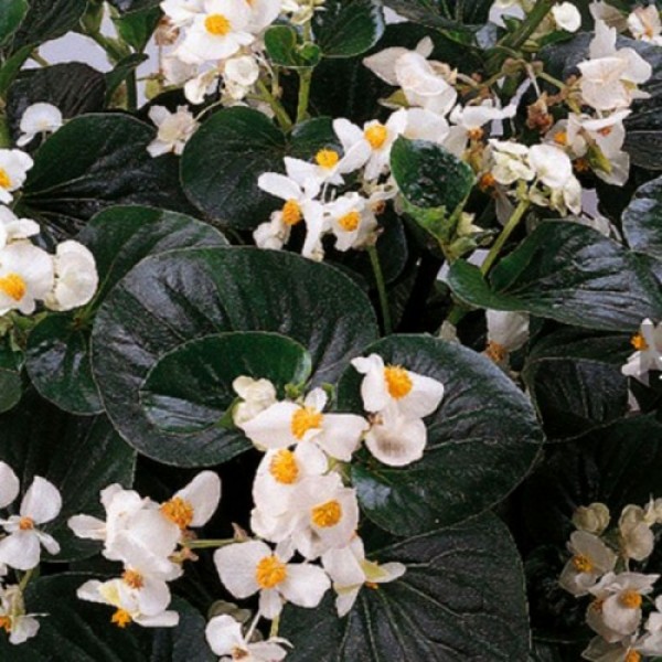 Інферно F1 White on Green Foliage насіння бегонії вічноквітучої (Sakata)
