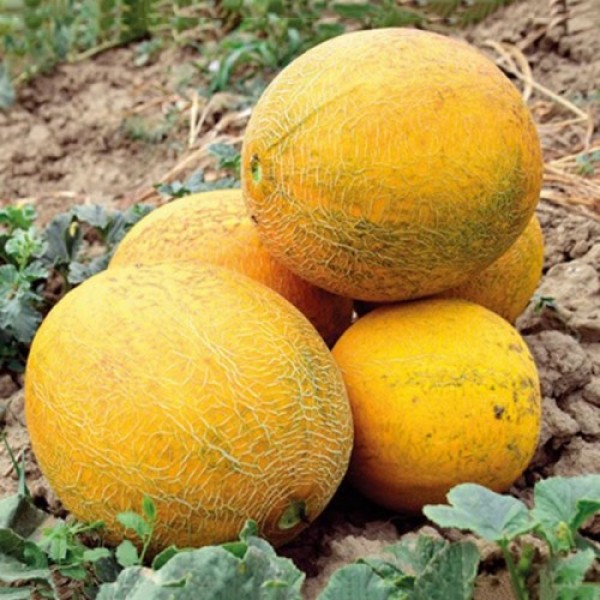 Нора F1 (INX 1234 F1) семена дыни тип Галлия (Innova Seeds)