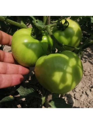 Монк F1 (INX 3025 F1) семена помидора детерминантного (Innova Seeds)