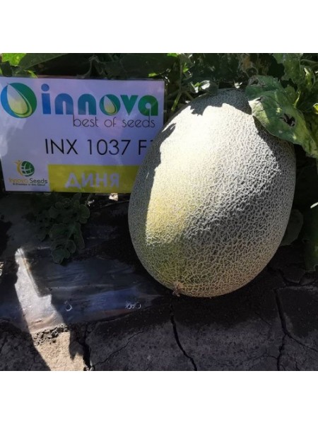 Еми F1 (INX 1037 F1) семена дыни (Innova Seeds)