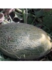 Еми F1 (INX 1037 F1) семена дыни (Innova Seeds)