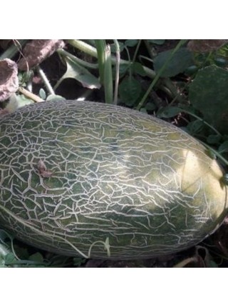 Еми F1 (INX 1037 F1) семена дыни (Innova Seeds)