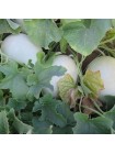 Анук F1 (INX 1063 F1) семена дыни тип Хани Дью (Innova Seeds)