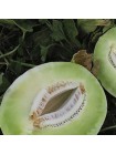 Анук F1 (INX 1063 F1) семена дыни тип Хани Дью (Innova Seeds)