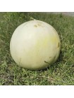 Анук F1 (INX 1063 F1) семена дыни тип Хани Дью (Innova Seeds)
