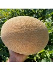 Алиша F1 (INX 1077 F1) семена дыни (Innova Seeds)