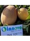 Дайана F1 (Даяна, INX 1097 F1) семена дыни (Innova Seeds)
