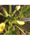 Ришар F1 (INX 1423 F1) семена кабачка (Innova Seeds)