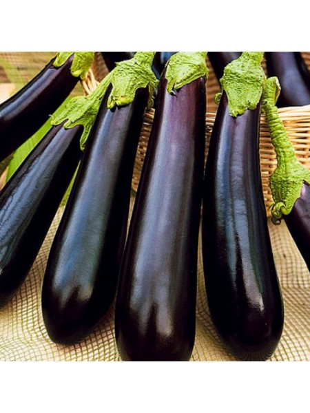 Ирис F1 (Iris F1) семена баклажана (Cora Seeds)