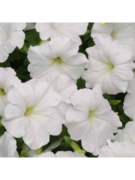 Изи Уэйв F1 белая (white) семена петунии ампельной (Pan American)