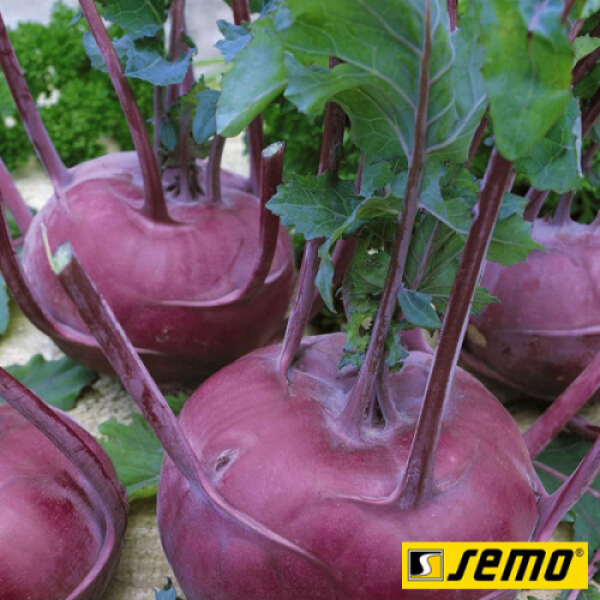 Бланкит семена капусты кольраби (Semo)