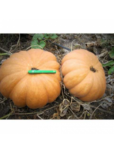 Вест семян тыквы (Lark Seeds)