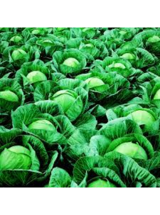 Вестри F1 семена капусты белокочанной (Seminis)