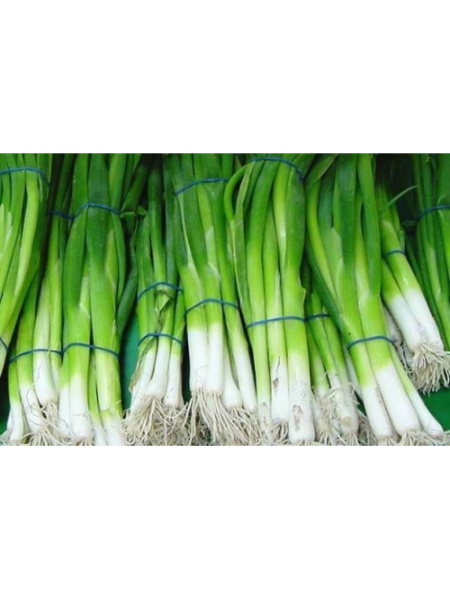Вулкан семян лука на перо (Kitano Seeds)