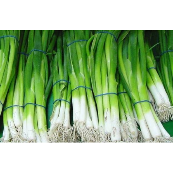 Вулкан семян лука на перо (Kitano Seeds)