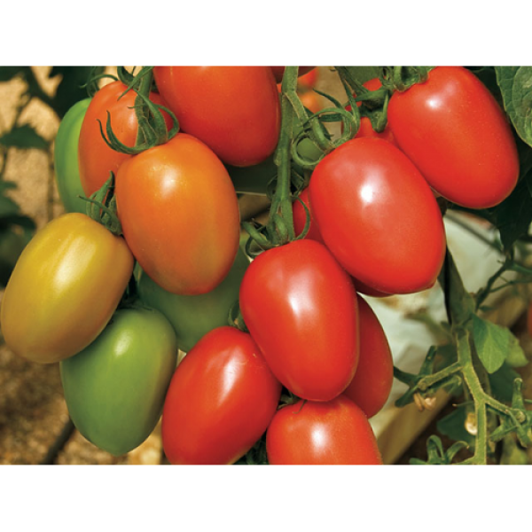 Гранадеро F1 Organic насіння помідора індетермінантного (Enza Zaden/Vitalis)