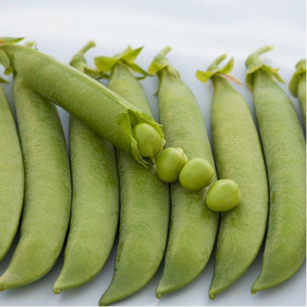 Грунди (Грунди) семена гороха (Syngenta)