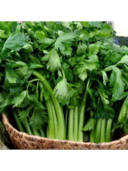 Дарклет F1 насіння селери черешкового (Takii Seeds)