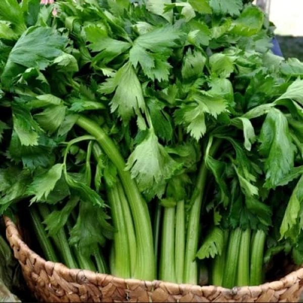 Дарклет F1 семена сельдерея черешкового (Takii Seeds)