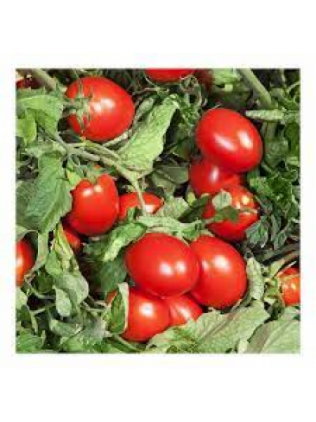 Дерика F1 (KS 720 F1) семена помидора детерминантного (Kitano Seeds)