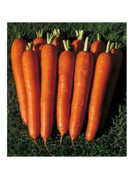 Длинные Красные семена моркови (Satimex)