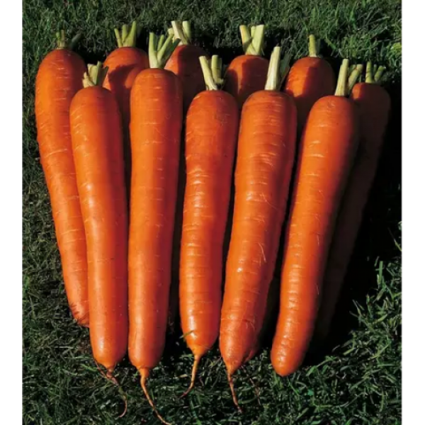 Длинные Красные семена моркови (Satimex)