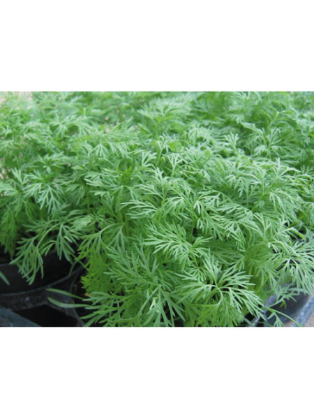 Элла Organic семян укропа (Enza Zaden/Vitalis)