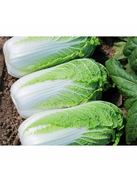 Эндуро F1 (Паркин F1) семена капусты пекинской (Takii Seeds)