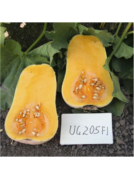 ЮГ 205 (UG 205) F1 семена тыквы (United Genetics)