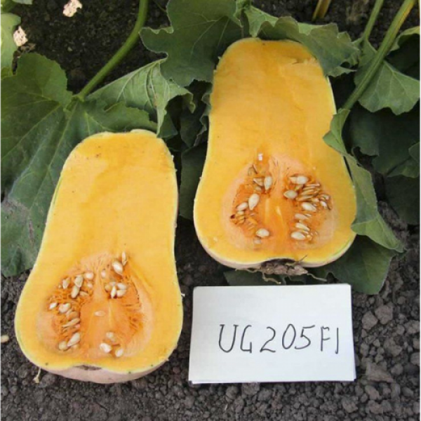 ЮГ 205 (UG 205) F1 семена тыквы (United Genetics)