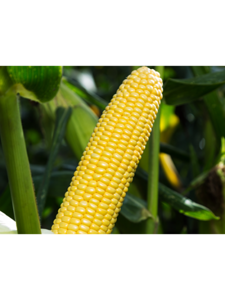 Шайнрок F1 семена кукурузы суперсладкой Sh2 (Syngenta)
