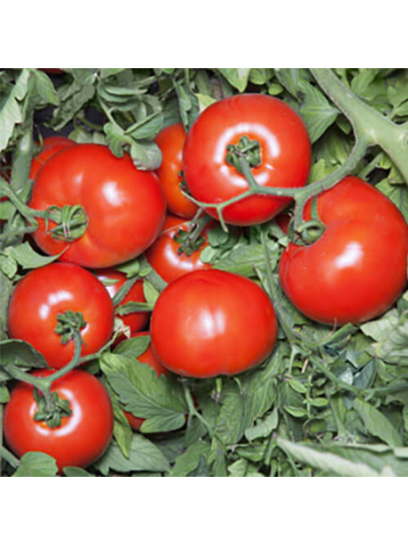 Хайд F1 (KS 835) F1 семена помидора детерминантного (Kitano Seeds)